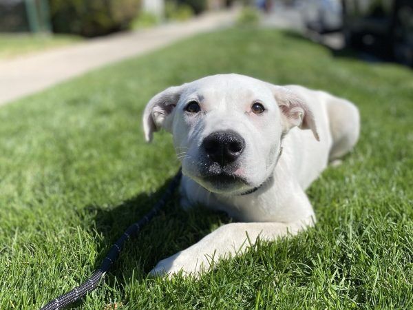 San Diego Dog Rescue - The Heroic Tail